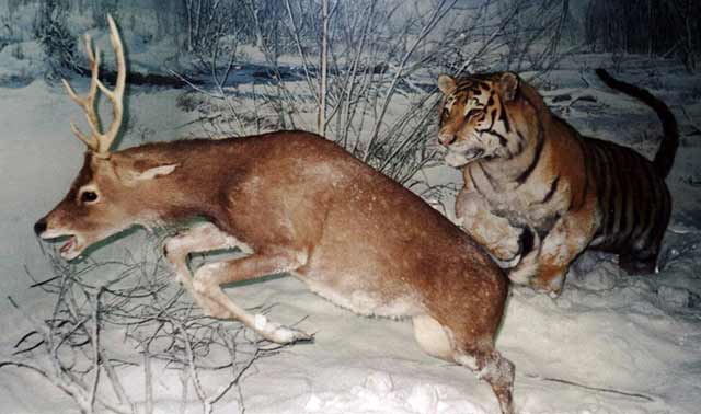 tiger-hunting-deer
